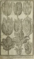 An illustration from Paradisi in sole, paradisus terrestris : or, a choice garden of all sorts of rarest flowers : with their nature, place of birth, time of flowering, names, and vertues to each plant, useful in physick, or admired for beauty. To which is annext a kitchen-garden furnished with all manner of herbs, roots, and fruits, for meat or sawce used with us. With the art of planting an orchard of all sorts of fruit-bearing trees and shrubs, shewing the nature of grafting, inoculating and pruning of them. Together with the right ordering, planting and preserving of them, with their select vertues: All unmentioned in former Herbals (1656)