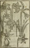 An illustration from Paradisi in sole, paradisus terrestris : or, a choice garden of all sorts of rarest flowers : with their nature, place of birth, time of flowering, names, and vertues to each plant, useful in physick, or admired for beauty. To which is annext a kitchen-garden furnished with all manner of herbs, roots, and fruits, for meat or sawce used with us. With the art of planting an orchard of all sorts of fruit-bearing trees and shrubs, shewing the nature of grafting, inoculating and pruning of them. Together with the right ordering, planting and preserving of them, with their select vertues: All unmentioned in former Herbals (1656)