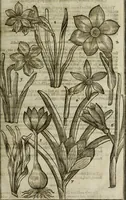 An illustration from Paradisi in sole, paradisus terrestris : or, a choice garden of all sorts of rarest flowers : with their nature, place of birth, time of flowering, names, and vertues to each plant, useful in physick, or admired for beauty. To which is annext a kitchen-garden furnished with all manner of herbs, roots, and fruits, for meat or sawce used with us. With the art of planting an orchard of all sorts of fruit-bearing trees and shrubs, shewing the nature of grafting, inoculating and pruning of them. Together with the right ordering, planting and preserving of them, with their select vertues: All unmentioned in former Herbals (1656)