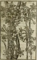 An illustration from Paradisi in sole, paradisus terrestris : or, a choice garden of all sorts of rarest flowers : with their nature, place of birth, time of flowering, names, and vertues to each plant, useful in physick, or admired for beauty. To which is annext a kitchen-garden furnished with all manner of herbs, roots, and fruits, for meat or sawce used with us. With the art of planting an orchard of all sorts of fruit-bearing trees and shrubs, shewing the nature of grafting, inoculating and pruning of them. Together with the right ordering, planting and preserving of them, with their select vertues: All unmentioned in former Herbals (1656)
