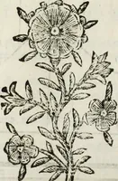 An illustration from Paradossi per pratticare la prospettiua senza saperla, fiori, per facilitare l'intelligenza, frutti, per non operare alla cieca : cognitioni necessarie à pittori, scultori, architetti, ed à qualunque si diletta di disegno (1683)