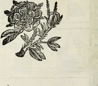 An illustration from Paradossi per pratticare la prospettiua senza saperla, fiori, per facilitare l'intelligenza, frutti, per non operare alla cieca : cognitioni necessarie à pittori, scultori, architetti, ed à qualunque si diletta di disegno (1683)