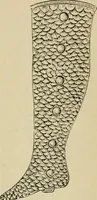 An illustration from Paraphernalia and supplies for subordinate lodges of the Knights of Pythias, in strict accordance with ritualistic requirements .. (1894)