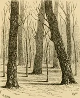 An illustration from The parks and gardens of Paris, considered in relation to the wants of other cities and of the public and private gardens; being notes on a study of Paris gardens (1878)