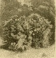 An illustration from The parks and gardens of Paris, considered in relation to the wants of other cities and of the public and private gardens; being notes on a study of Paris gardens (1878)