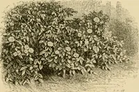 An illustration from The parks and gardens of Paris, considered in relation to the wants of other cities and of the public and private gardens; being notes on a study of Paris gardens (1878)