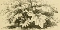 An illustration from The parks and gardens of Paris, considered in relation to the wants of other cities and of the public and private gardens; being notes on a study of Paris gardens (1878)