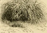 An illustration from The parks and gardens of Paris, considered in relation to the wants of other cities and of the public and private gardens; being notes on a study of Paris gardens (1878)