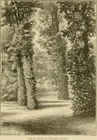 An illustration from The parks and gardens of Paris, considered in relation to the wants of other cities and of the public and private gardens; being notes on a study of Paris gardens (1878)