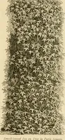 An illustration from The parks and gardens of Paris, considered in relation to the wants of other cities and of the public and private gardens; being notes on a study of Paris gardens (1878)