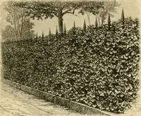 An illustration from The parks and gardens of Paris, considered in relation to the wants of other cities and of the public and private gardens; being notes on a study of Paris gardens (1878)