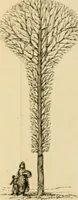 An illustration from The parks and gardens of Paris, considered in relation to the wants of other cities and of the public and private gardens; being notes on a study of Paris gardens (1878)