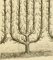 An illustration from The parks and gardens of Paris, considered in relation to the wants of other cities and of the public and private gardens; being notes on a study of Paris gardens (1878)
