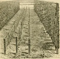 An illustration from The parks and gardens of Paris, considered in relation to the wants of other cities and of the public and private gardens; being notes on a study of Paris gardens (1878)