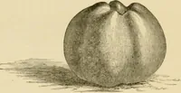 An illustration from The parks and gardens of Paris, considered in relation to the wants of other cities and of the public and private gardens; being notes on a study of Paris gardens (1878)