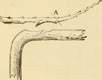 An illustration from The parks and gardens of Paris, considered in relation to the wants of other cities and of the public and private gardens; being notes on a study of Paris gardens (1878)