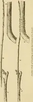An illustration from The parks and gardens of Paris, considered in relation to the wants of other cities and of the public and private gardens; being notes on a study of Paris gardens (1878)