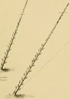 An illustration from The parks and gardens of Paris, considered in relation to the wants of other cities and of the public and private gardens; being notes on a study of Paris gardens (1878)