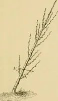 An illustration from The parks and gardens of Paris, considered in relation to the wants of other cities and of the public and private gardens; being notes on a study of Paris gardens (1878)