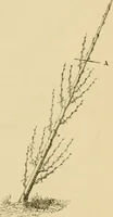 An illustration from The parks and gardens of Paris, considered in relation to the wants of other cities and of the public and private gardens; being notes on a study of Paris gardens (1878)