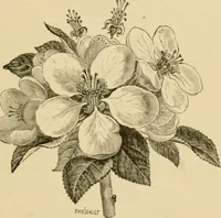 An illustration from The parks and gardens of Paris, considered in relation to the wants of other cities and of the public and private gardens; being notes on a study of Paris gardens (1878)