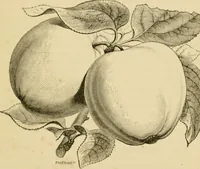 An illustration from The parks and gardens of Paris, considered in relation to the wants of other cities and of the public and private gardens; being notes on a study of Paris gardens (1878)