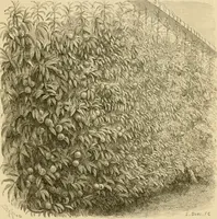 An illustration from The parks and gardens of Paris, considered in relation to the wants of other cities and of the public and private gardens; being notes on a study of Paris gardens (1878)