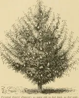 An illustration from The parks and gardens of Paris, considered in relation to the wants of other cities and of the public and private gardens; being notes on a study of Paris gardens (1878)