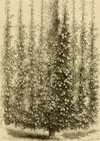 An illustration from The parks and gardens of Paris, considered in relation to the wants of other cities and of the public and private gardens; being notes on a study of Paris gardens (1878)