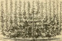 An illustration from The parks and gardens of Paris, considered in relation to the wants of other cities and of the public and private gardens; being notes on a study of Paris gardens (1878)