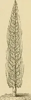 An illustration from The parks and gardens of Paris, considered in relation to the wants of other cities and of the public and private gardens; being notes on a study of Paris gardens (1878)