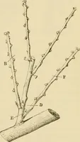 An illustration from The parks and gardens of Paris, considered in relation to the wants of other cities and of the public and private gardens; being notes on a study of Paris gardens (1878)