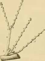 An illustration from The parks and gardens of Paris, considered in relation to the wants of other cities and of the public and private gardens; being notes on a study of Paris gardens (1878)
