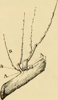 An illustration from The parks and gardens of Paris, considered in relation to the wants of other cities and of the public and private gardens; being notes on a study of Paris gardens (1878)
