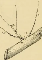 An illustration from The parks and gardens of Paris, considered in relation to the wants of other cities and of the public and private gardens; being notes on a study of Paris gardens (1878)