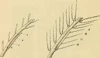 An illustration from The parks and gardens of Paris, considered in relation to the wants of other cities and of the public and private gardens; being notes on a study of Paris gardens (1878)