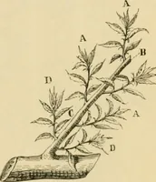 An illustration from The parks and gardens of Paris, considered in relation to the wants of other cities and of the public and private gardens; being notes on a study of Paris gardens (1878)