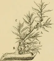 An illustration from The parks and gardens of Paris, considered in relation to the wants of other cities and of the public and private gardens; being notes on a study of Paris gardens (1878)