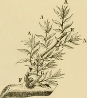 An illustration from The parks and gardens of Paris, considered in relation to the wants of other cities and of the public and private gardens; being notes on a study of Paris gardens (1878)