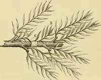 An illustration from The parks and gardens of Paris, considered in relation to the wants of other cities and of the public and private gardens; being notes on a study of Paris gardens (1878)