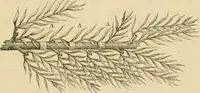 An illustration from The parks and gardens of Paris, considered in relation to the wants of other cities and of the public and private gardens; being notes on a study of Paris gardens (1878)