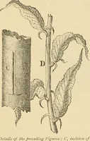 An illustration from The parks and gardens of Paris, considered in relation to the wants of other cities and of the public and private gardens; being notes on a study of Paris gardens (1878)