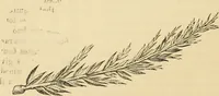 An illustration from The parks and gardens of Paris, considered in relation to the wants of other cities and of the public and private gardens; being notes on a study of Paris gardens (1878)