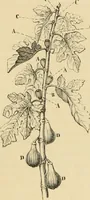 An illustration from The parks and gardens of Paris, considered in relation to the wants of other cities and of the public and private gardens; being notes on a study of Paris gardens (1878)