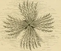 An illustration from The parks and gardens of Paris, considered in relation to the wants of other cities and of the public and private gardens; being notes on a study of Paris gardens (1878)