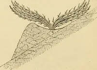 An illustration from The parks and gardens of Paris, considered in relation to the wants of other cities and of the public and private gardens; being notes on a study of Paris gardens (1878)