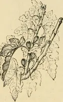 An illustration from The parks and gardens of Paris, considered in relation to the wants of other cities and of the public and private gardens; being notes on a study of Paris gardens (1878)
