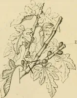 An illustration from The parks and gardens of Paris, considered in relation to the wants of other cities and of the public and private gardens; being notes on a study of Paris gardens (1878)