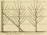 An illustration from The parks and gardens of Paris, considered in relation to the wants of other cities and of the public and private gardens; being notes on a study of Paris gardens (1878)