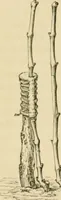 An illustration from The parks and gardens of Paris, considered in relation to the wants of other cities and of the public and private gardens; being notes on a study of Paris gardens (1878)